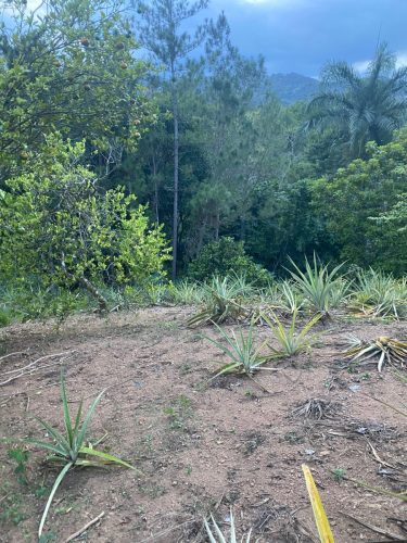 Terreno en la Avenida La Confluencia Jarabacoa, con Arboles Frutales.