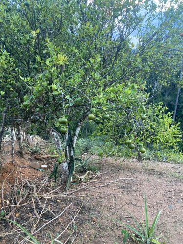 Terreno en la Avenida La Confluencia Jarabacoa, con Arboles Frutales.