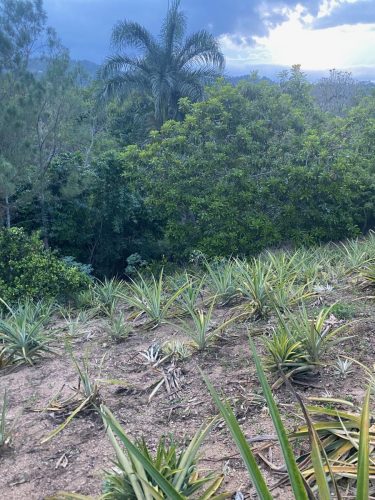Terreno en la Avenida La Confluencia Jarabacoa, con Arboles Frutales.