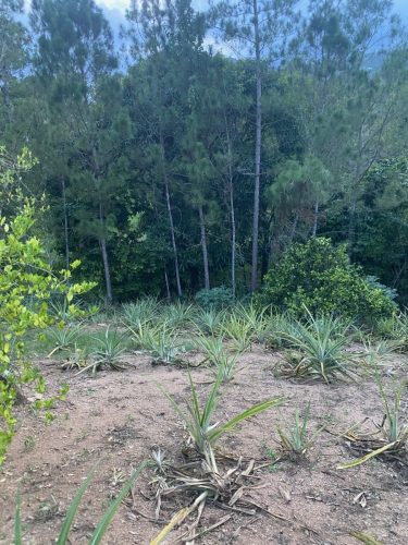 Terreno en la Avenida La Confluencia Jarabacoa, con Arboles Frutales.