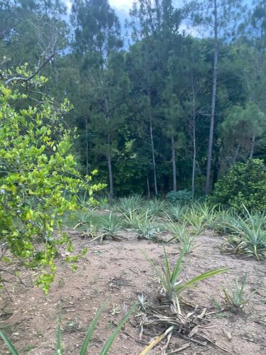 Terreno en la Avenida La Confluencia Jarabacoa, con Arboles Frutales.