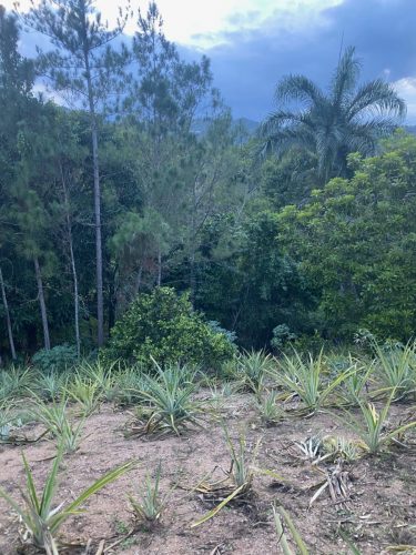 Terreno en la Avenida La Confluencia Jarabacoa, con Arboles Frutales.